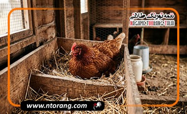 چرا مرغ تخم نمی‌گذارد؟ 9 دلیل کاهش تخمگذاری مرغ + روشهای افزایش تولید تخم